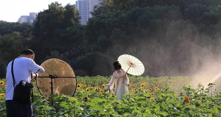 湖南也能种向日葵！（种植技巧，产量提高，助力农民增收）