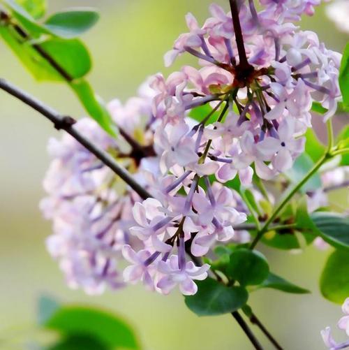 探寻贵阳市花之迷——牵牛花（贵阳市花的由来、特点、分布及保护）