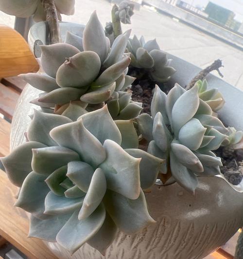 白牡丹养殖全攻略（精细管理，让白牡丹更加美丽）