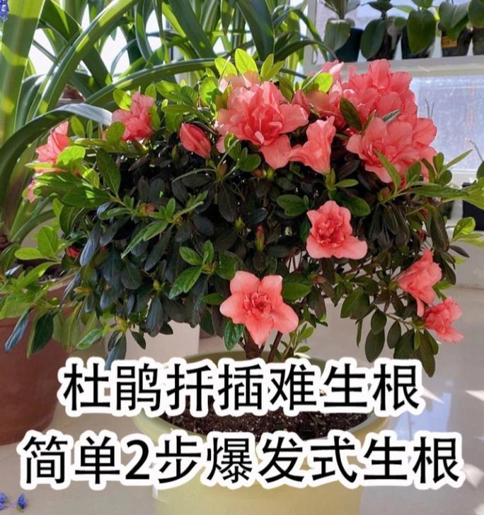 杜鹃扦插技巧详解（多久生根？一步步教你成功扦插）