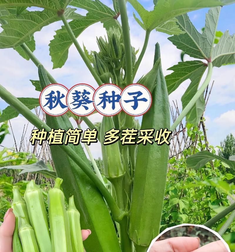 黄葵和秋葵是同一种植物吗？——探究两者之间的关系（黄葵和秋葵的区别、生长环境、营养价值及用途）