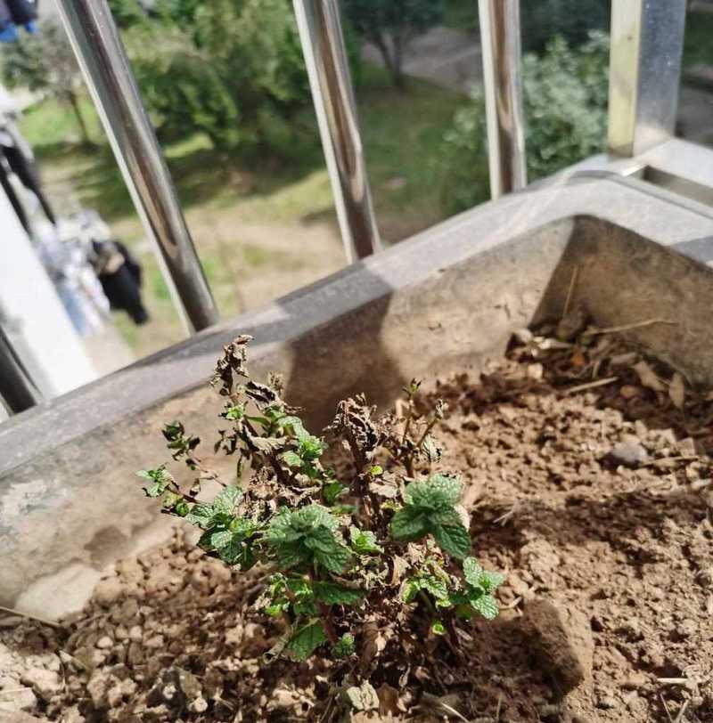 薄荷的浇水频率（你需要知道的浇水技巧）