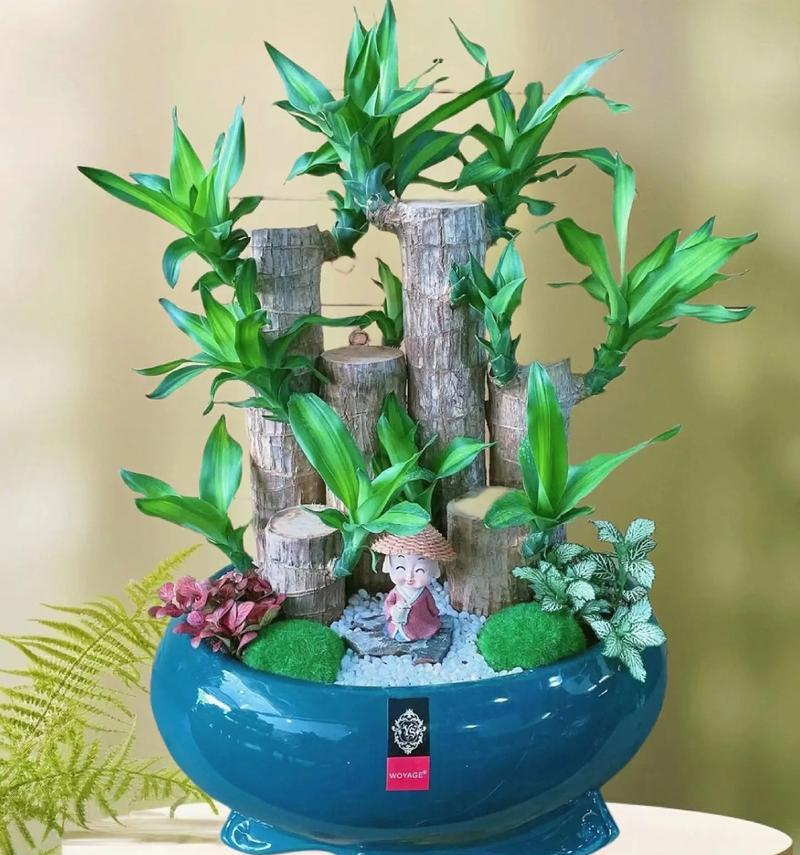 了解巴西木的植物分类（探寻巴西木在植物分类中的地位及其特征）