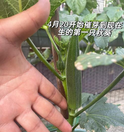 秋葵种子的催芽与种植方法（从催芽到种植，一步步教你成功种植秋葵）