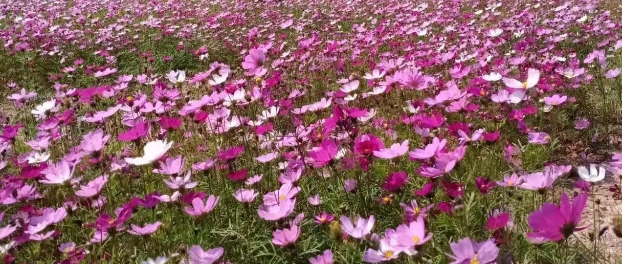 格桑花冬天开花的真相（揭秘格桑花开花的奥秘，一起去探寻它的秘密）