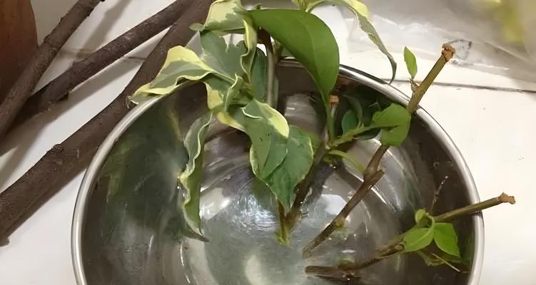 多菌灵可以用来浇盆景吗？（了解多菌灵对盆景的影响及使用方法）