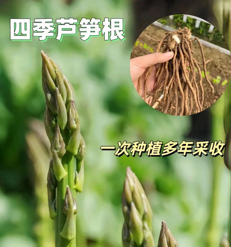 芦笋种植的最佳时间（春天是最佳时期）