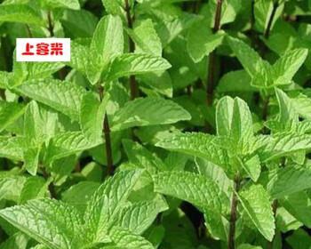 客来仙的浇水技巧（春夏秋冬各不同，只需掌握一次浇水的正确时间和方法）