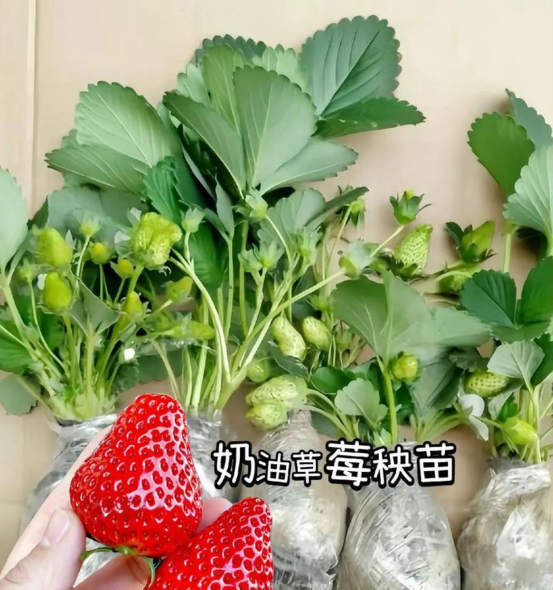 草莓的种植技巧（如何养殖出好品质的草莓）