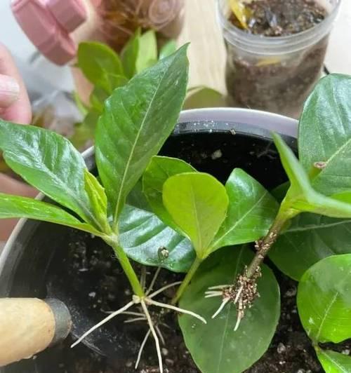 长春花扦插繁殖方法与注意事项（学习长春花扦插步骤，打造花园花坛新品种）