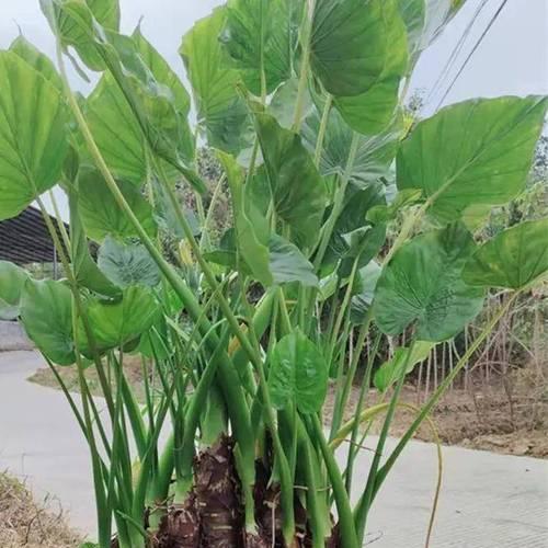 平安树繁殖方法及注意事项（了解平安树的繁殖方式，让你轻松拥有一片枝繁叶茂的平安树）