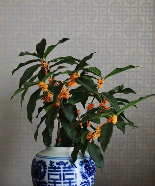浇水是关键，让桂花茁壮成长（桂花的浇水方法与要领）