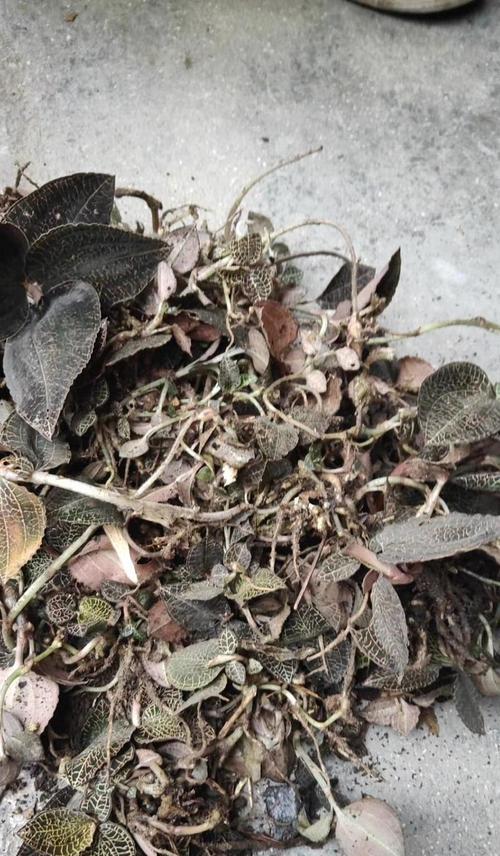 金线莲亩产量，究竟能达到多少斤？（探寻金线莲的种植技巧与亩产量相关因素）