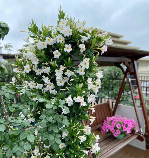 飘香藤适合在哪里养？（室内与室外种植的优劣与注意事项）