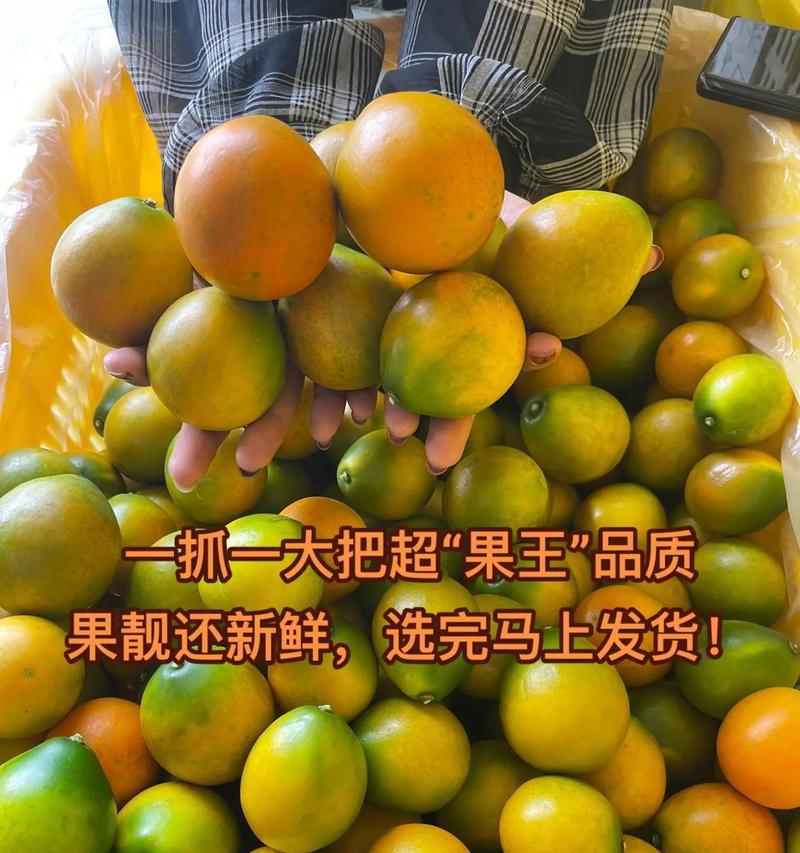 如何选择最佳时机种植金桔（金桔种植的时间要点及注意事项）
