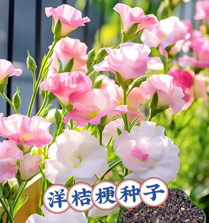 如何种植健康的桔梗（栽种时间和方法详解，养护技巧不容错过）