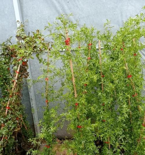 红木香花期长短全解析（掌握红木香的开花规律，让您一年四季都能欣赏到她的美丽）