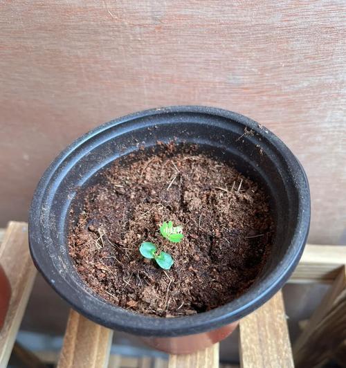 含羞草种子的最佳播种时间（如何选择最适合种植含羞草种子的时间？）