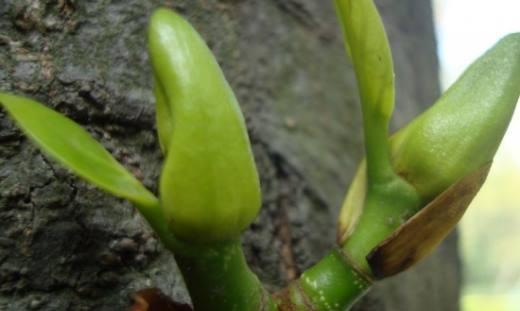 菠萝是多年生还是一年生？（揭开菠萝生长周期的神秘面纱）