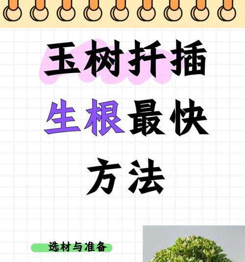 龙船花快速扦插生根技巧（掌握龙船花扦插生根的最佳方法）