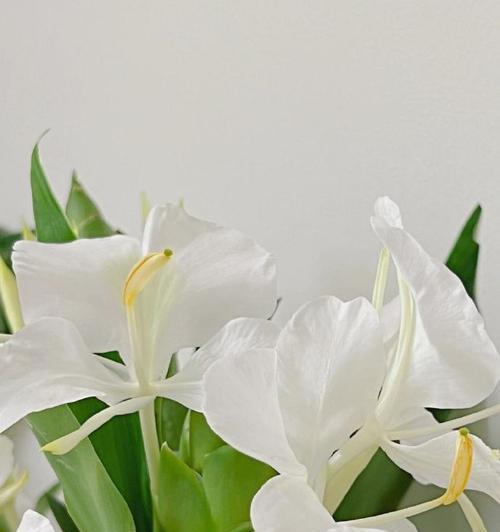 花是草本植物吗？（探究花的分类和特征）