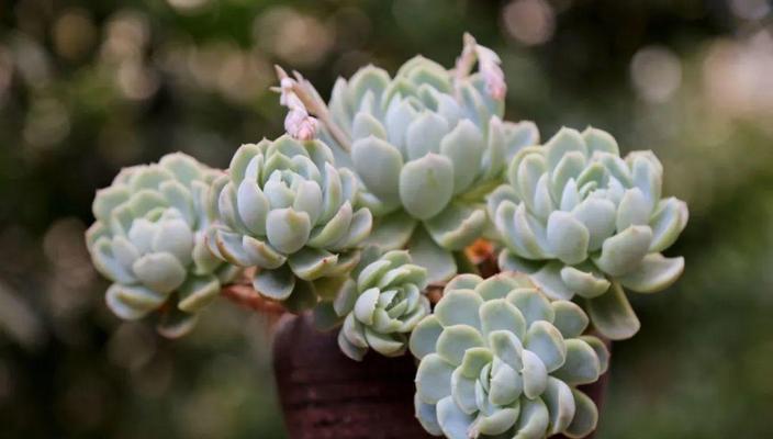探秘金枝玉叶和玉树（揭秘玉树的真面目，金枝玉叶是植物吗？）