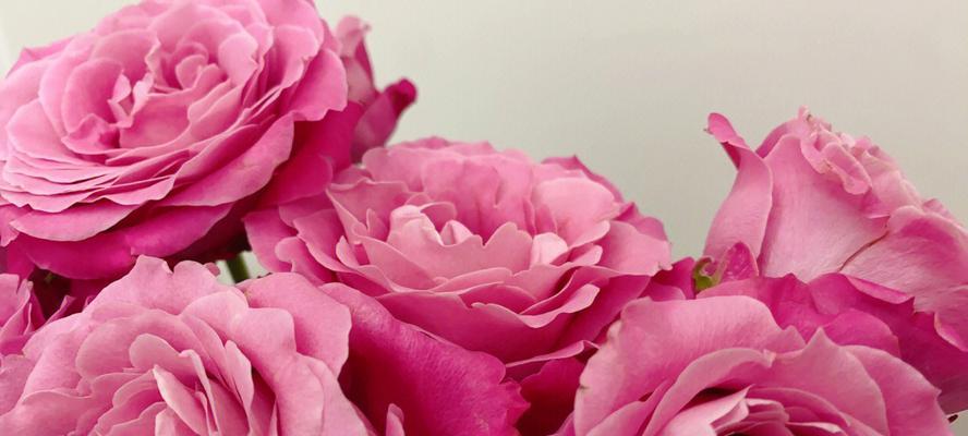 代表苦恋的花有哪些：花语相思，花开富贵