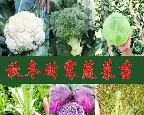 包菜的耐寒温度及种植技巧（寒冬中的宝贝——包菜）