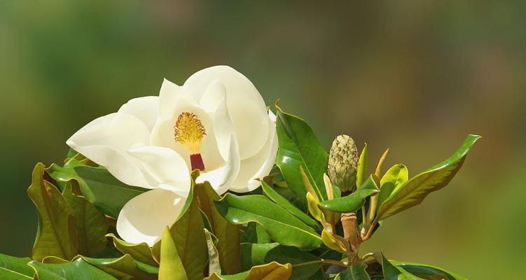 广玉兰的开花时间和次数（探究广玉兰的花期及其开花规律）