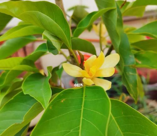 黄桷兰开花周期详解（探究黄桷兰一年开几次花的原因与特点）