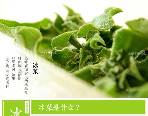 冰草种子的最佳种植时间（如何选择最佳的种植时间？一步步带你了解冰草的生长特点）