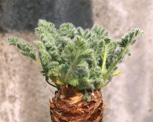 探秘块根植物的生态世界（从种类、根系到生长环境，一起揭开块根植物的神秘面纱！）
