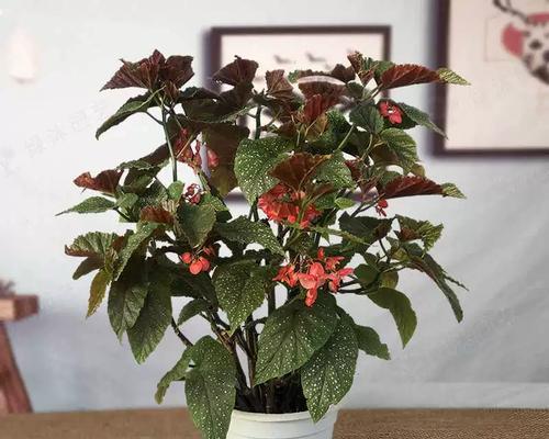 海棠花是木本植物吗？（探究海棠花的植物分类学）