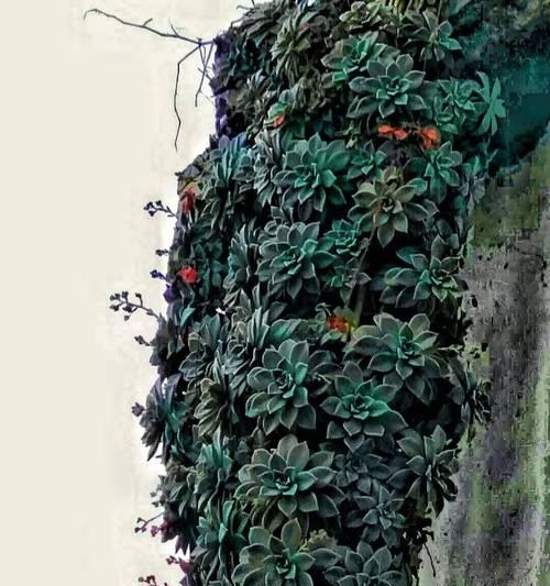 多肉植物的耐寒温度及应对措施（冬季多肉植物的保护与养护技巧）