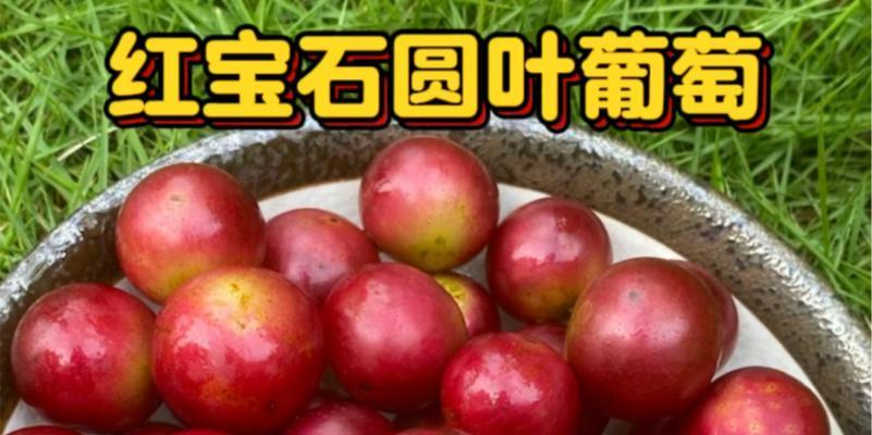 如何在家里种植美味的葡萄（简单易行的种植方法和技巧）