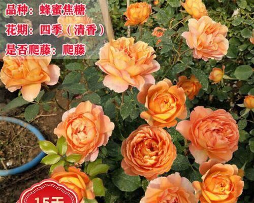 蜂蜜焦糖月季——探秘它的成长和美丽（一种优美的花卉，它是藤本还是灌木？）