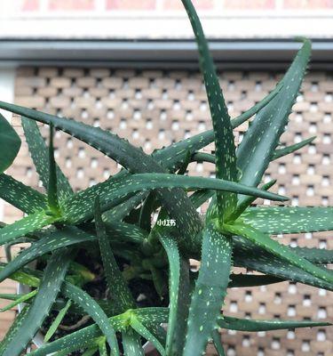 芦荟的神奇功效（探究芦荟的起源、分类、药用及养护）