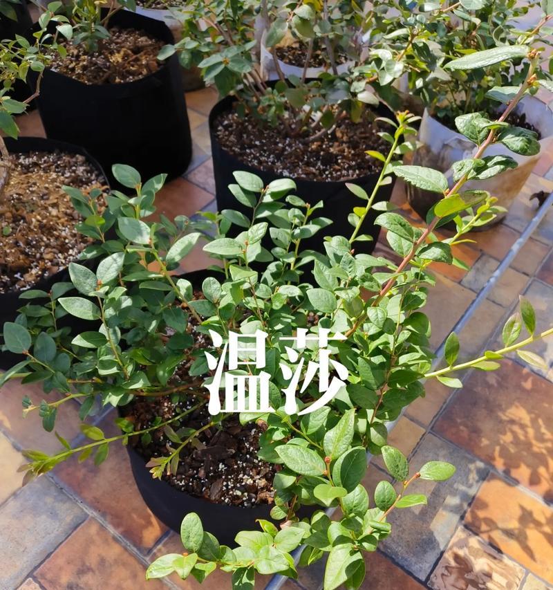 盆栽蓝莓的浇水方法（如何正确浇水？避免浇水不当导致的问题）