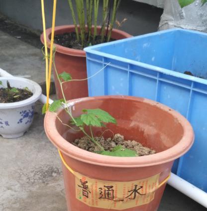 金铃子的生长周期及养护方法（探寻金铃子成长的秘密）
