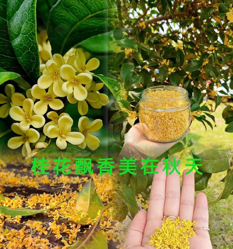 桂花树的生命周期剖析（从成长到枯萎，桂花树能活多少年？）