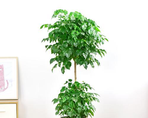 绿宝树——让客厅更生气勃勃的植物选择（探究绿宝树在客厅中的最佳位置与养护技巧）