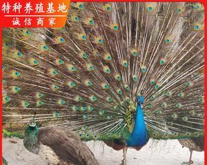 如何正确地养殖孔雀花（孔雀花的栽培技巧和注意事项）