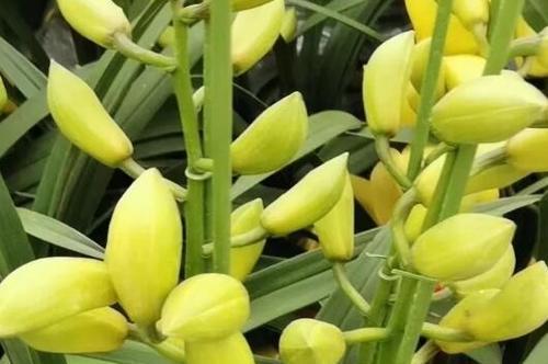 大叶蕙兰花的养护管理（一步步学习大叶蕙兰花的养护方法）