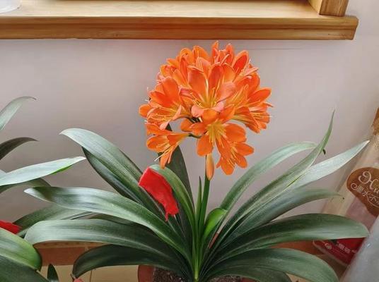 怎样浇水才能让君子兰茁壮成长？（水温、水质、浇水时间不容忽视，）