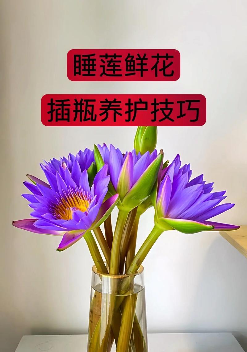 养睡莲的风水好处（家里养睡莲让你事业顺利，财运亨通）