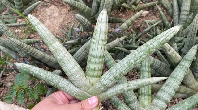 拯救烂根的虎皮兰