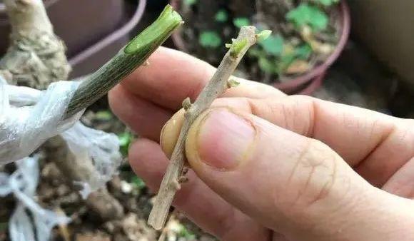 玉树扦插技巧详解（如何利用扦插繁殖健康茂盛的玉树？）