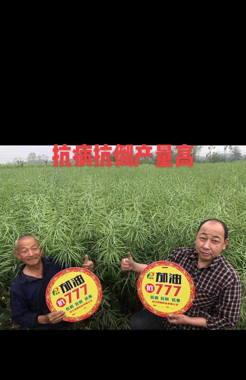油菜种植的最佳时间（影响油菜种植的因素及解决方法）
