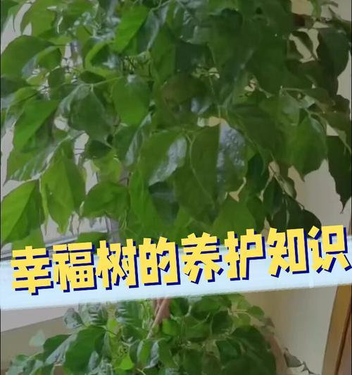 如何养活幸福树？（完美室内盆栽，看这篇就够了！）