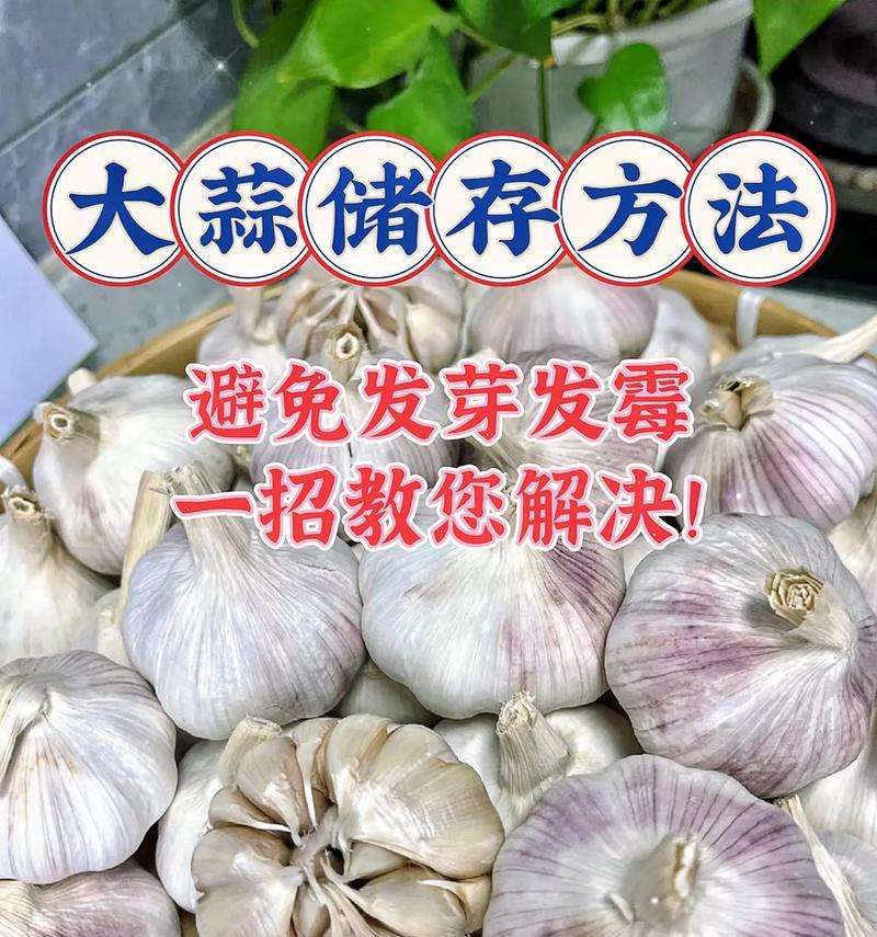 大蒜的保鲜方法（让大蒜常新常绿，保存更持久）